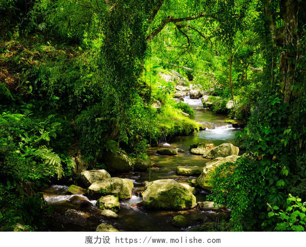 绿色唯美自然阳光投射的小溪